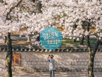 KOREA CHERRY BLOSSOM