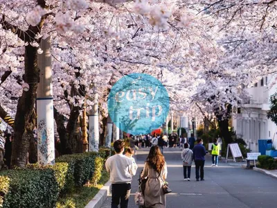 KOREA CHERRY BLOSSOM