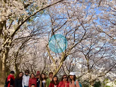 KOREA CHERRY BLOSSOM