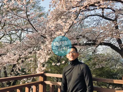 KOREA CHERRY BLOSSOM