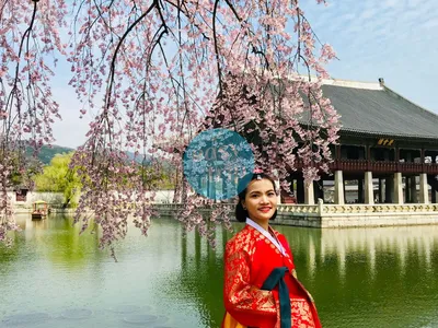 KOREA CHERRY BLOSSOM