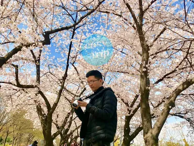 KOREA CHERRY BLOSSOM
