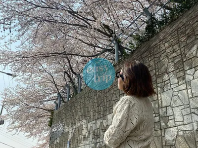 KOREA CHERRY BLOSSOM