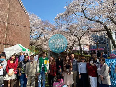 KOREA CHERRY BLOSSOM