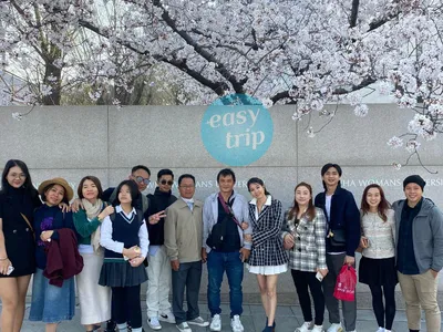 KOREA CHERRY BLOSSOM