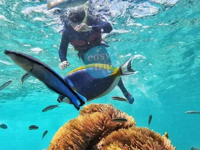 MALDIVES 'SEA-CRET' ISLAND
