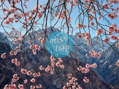 BLOOMING PAKISTAN