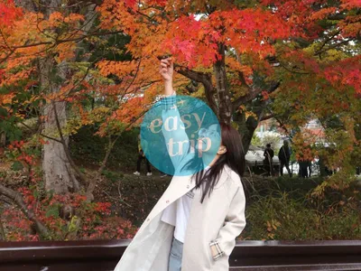 JAPAN FALLSCAPE