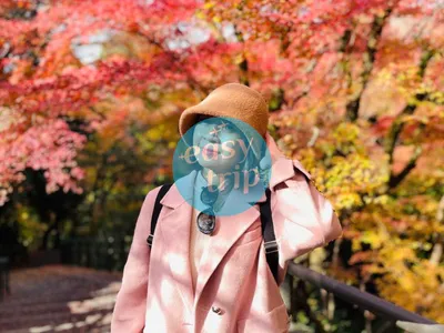 JAPAN EARLY WINTER