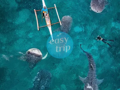 CEBU - OCEAN BLISS