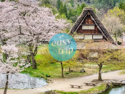 JAPAN GOLDEN ROAD - SAKURA 2026