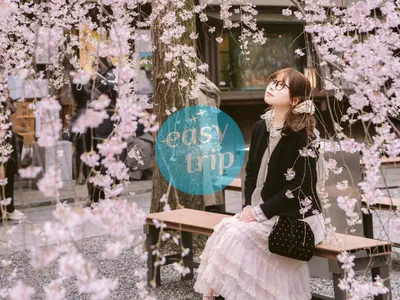 JAPAN GOLDEN ROAD - SAKURA 2026