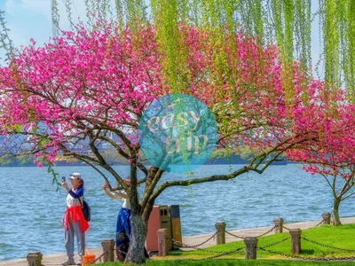 JIANGNAN SPRING POETRY