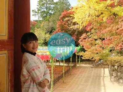 HALLYU IN THE K-FALL