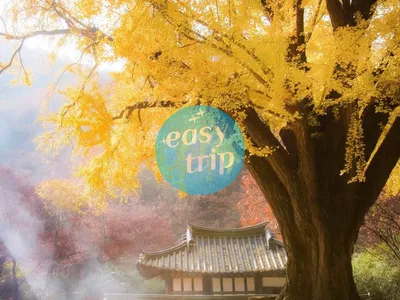 HALLYU IN THE K-FALL
