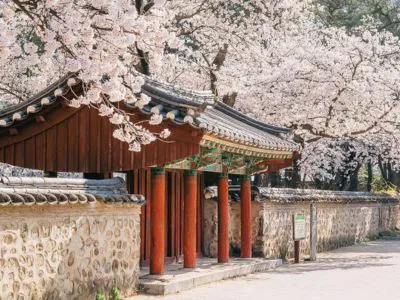 KOREA CHERRY BLOSSOM