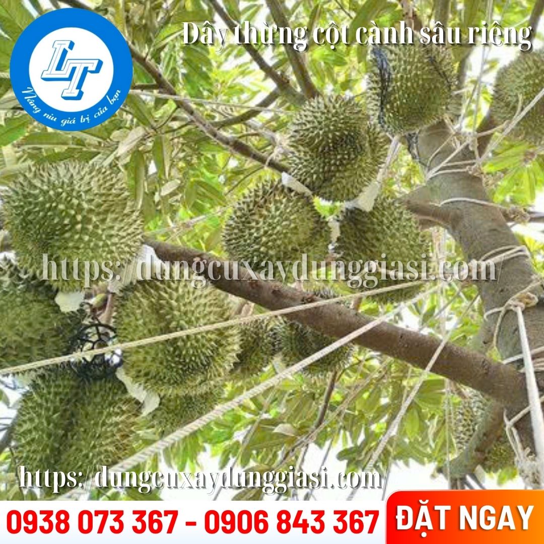 Dây thừng cột cành sầu riêng