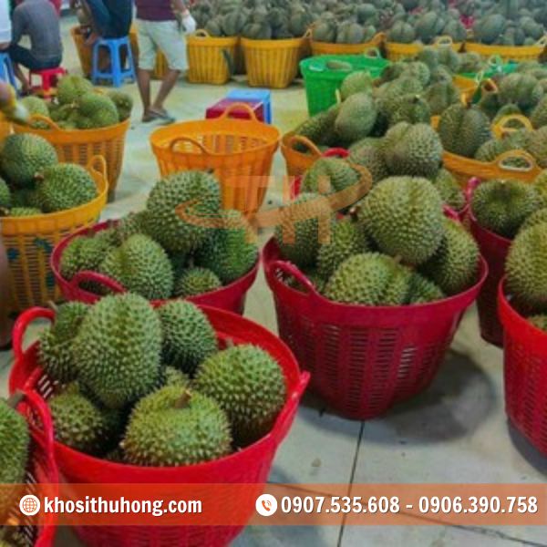 Cần xé nhựa rất phổ biến trong việc đựng sầu riêng Cần xé nhựa rất phổ biến trong việc đựng sầu riêng