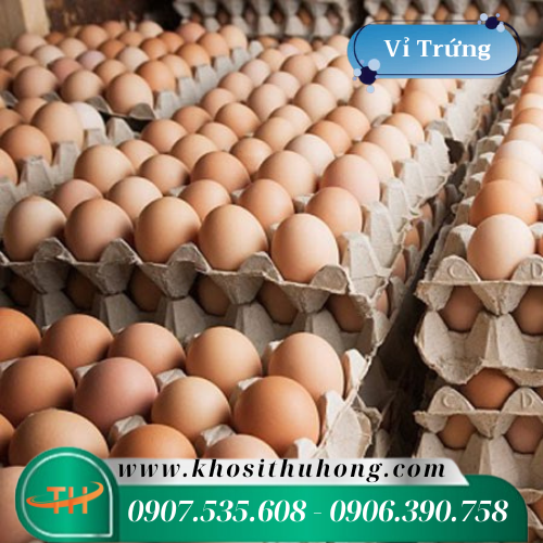 Vỉ trứng giấy thu gom trứng gà