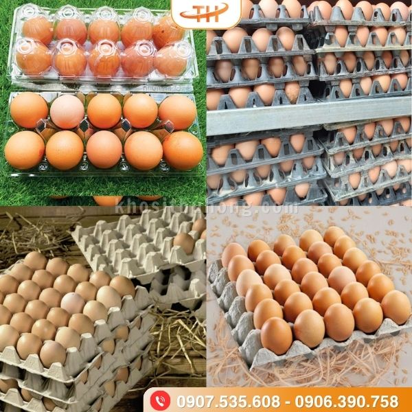 So sánh vỉ trứng giấy và vỉ trứng nhựa So sánh vỉ trứng giấy và vỉ trứng nhựa