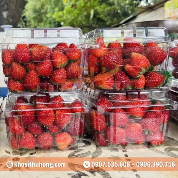 Hộp Nhựa Đựng Trái Cây 1Kg