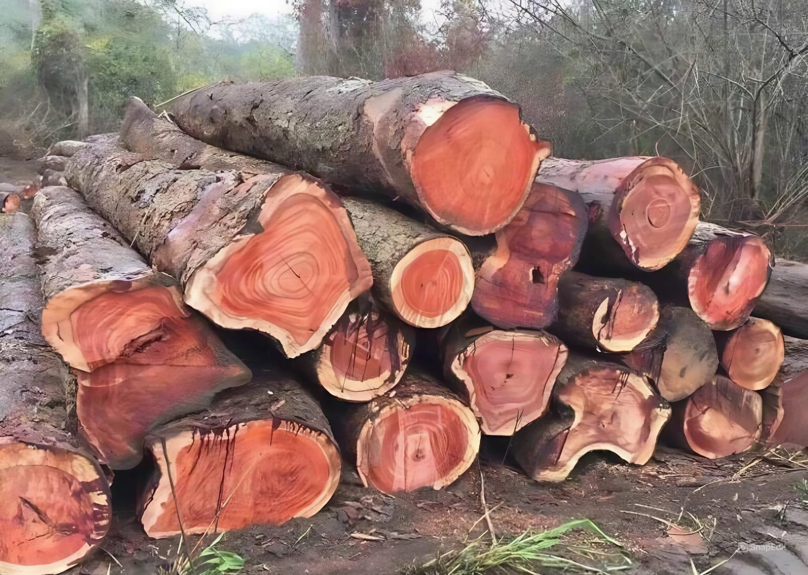 Khám phá các mẫu tủ bếp gõ đỏ đẳng cấp, đẹp từ thiết kế đến chất liệu Khám phá các mẫu tủ bếp gõ đỏ đẳng cấp, đẹp từ thiết kế đến chất liệu