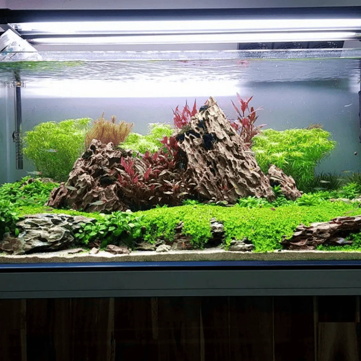 Tủ Bể Cá Tủ Bể Cá