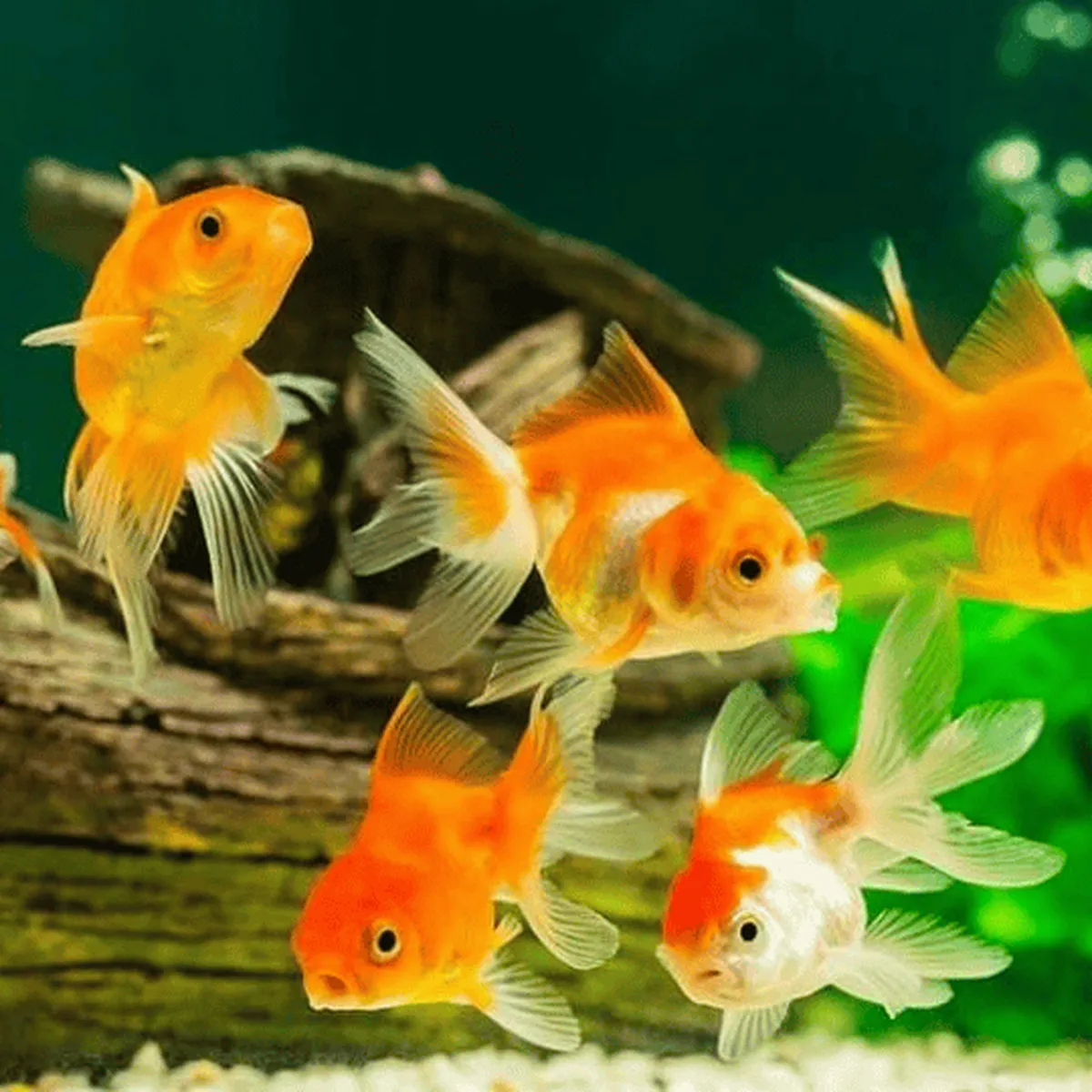 Tủ Bể Cá Tủ Bể Cá