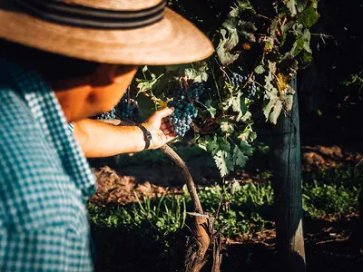 Khám Phá Rượu Vang Uruguay: Ngôi Sao Đang Lên Với Giống Nho Tannat Huyền Thoại