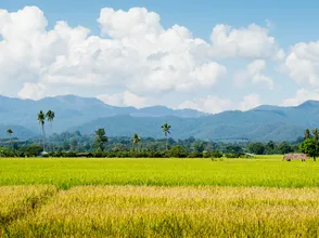 Giá lúa gạo hôm nay 6/9/2023: Giá gạo giảm mạnh, giá lúa đi ngang