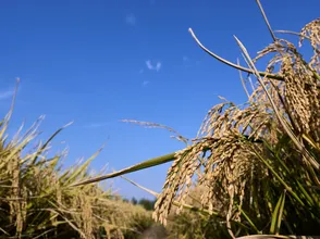 Giá lúa gạo hôm nay 16/9/2023: Giá gạo tăng trở lại, giá lúa đi ngang