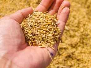 Giá lúa gạo hôm nay 10/10/2023: Giá gạo tăng nhẹ