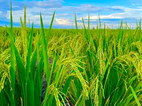 Giá lúa gạo hôm nay 21/9/2023: Giá lúa ổn định, giá gạo giảm nhẹ