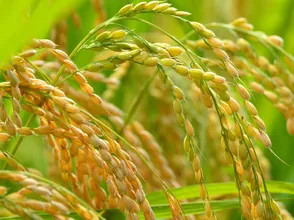Giá lúa gạo hôm nay 14/10/2023: Chững giá