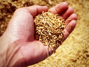 Giá lúa gạo hôm nay 21/10/2023: Tiếp đà tăng