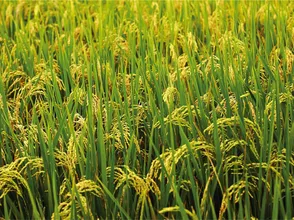 Giá lúa gạo hôm nay 28/8/2023: Giá lúa đi ngang, giá gạo tiếp tục giảm nhẹ