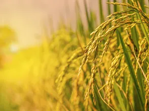 GIÁ LÚA GẠO NGÀY 27/6: GIÁ LÚA GIẢM, GIÁ GẠO TĂNG NHẸ