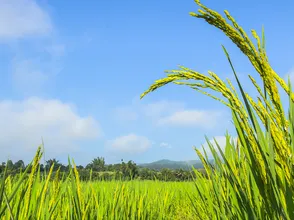Giá lúa gạo hôm nay 10/1/2024: Giá lúa chững, giá gạo tăng