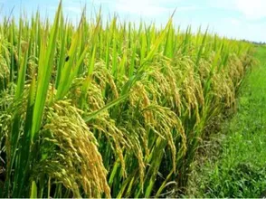 Giá lúa gạo hôm nay 5/9/2023: Giá gạo đi ngang, giá lúa sôi động trở lại