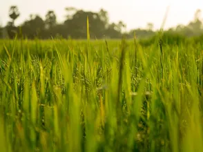 Giá lúa gạo hôm nay 22/9/2023: Chững giá, giao dịch chậm