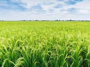 Giá lúa gạo hôm nay 27/10/2023: Đồng loạt tăng nhẹ