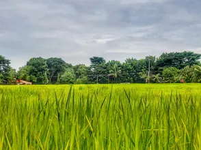 Giá lúa gạo hôm nay 4/1/2024: Giá lúa giảm, giá gạo chững
