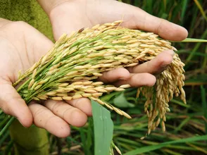 Giá lúa gạo hôm nay 10/12/2023: Duy trì ổn định