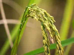Giá gạo tăng 500 đồng/kg; Ấn Độ cân nhắc cấm xuất khẩu gạo
