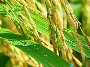 DOANH NGHIỆP ĐẨY MẠNH TIẾN ĐỘ THU MUA GẠO ĐỂ KỊP TIẾN ĐỘ GIAO HÀNG