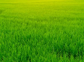 Giá lúa gạo hôm nay 14/12/2023: Đồng loạt tăng giá