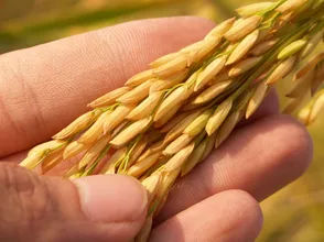 Giá lúa gạo hôm nay 1/12/2023: Đồng loạt đi ngang
