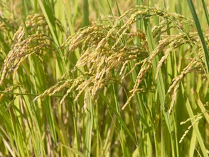 Giá lúa Hè thu tăng 100 đồng/kg