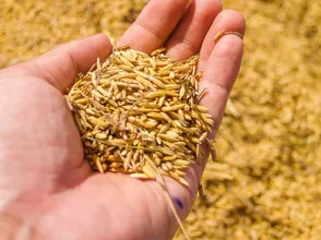 Giá gạo xuất khẩu tăng 5 USD/tấn