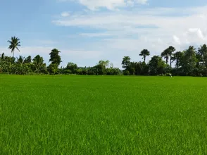 GIÁ LÚA GẠO HÔM NAY CÓ BIẾN ĐỘNG TRÁI CHIỀU
